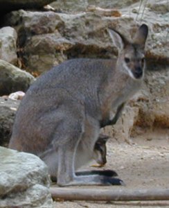 Kangaroo with baby (Joey) in pouch